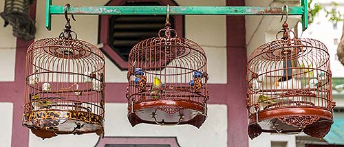 Yuen Po Street Bird Garden