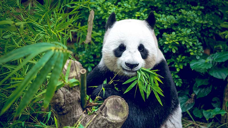 Chengdu Panda 