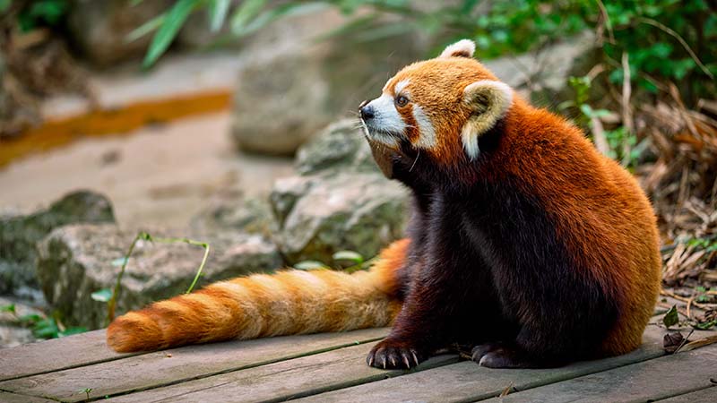 Red Panda