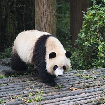 Chengdu – Dujiangyan Panda Base Day Tour (Panda Keeper)