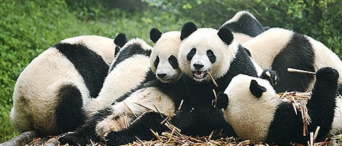 Dujiangyan Panda Base