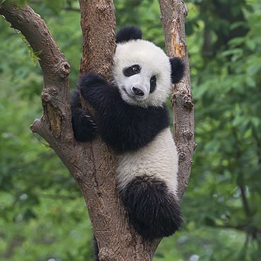 China Panda Tours