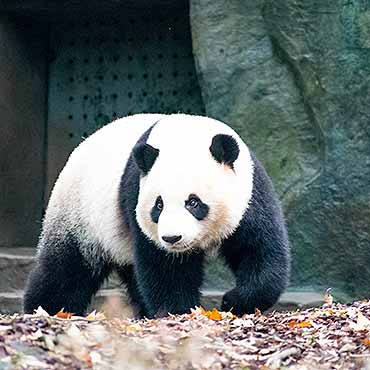 Xi’an + Chengdu 4N5D Panda Volunteer Tour